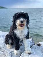 mignonne noir et blanc chien séance sur une Roche par le l'eau photo