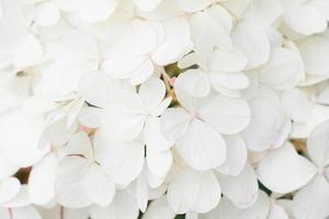 Contexte de petit blanc hortensia fleurs photo