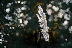 l'automne décoratif grand herbe fermer dans le jardin photo