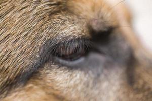 marron œil de une allemand chien de berger dans fermer, photo
