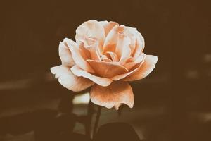 magnifique Rose dans chaud l'automne Soleil dans fermer et bokeh photo