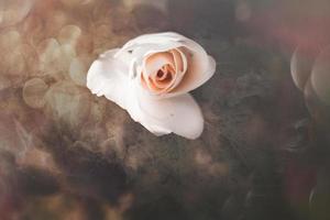 blanc Rose dans chaud l'automne Soleil dans fermer et bokeh photo