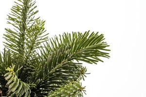 vert Naturel pin branches de une Noël arbre sur une blanc Contexte fermer photo