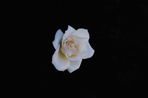 délicat blanc Rose dans le jardin contre une foncé Contexte dans le des rayons de le Soleil photo