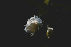 délicat blanc Rose dans le jardin contre une foncé Contexte dans le des rayons de le Soleil photo