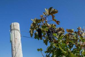 les raisins croissance sur vignes photo