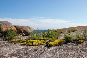 Jaune fleurs sauvages sur le rochers sur géorgien baie, ontario, Canada photo