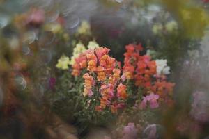 été coloré fleurs de les Lions jardin dans ensoleillement avec bokeh photo