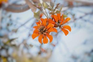 épanouissement Orange exotique arbre fleurs fermer photo