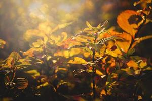 arbuste avec Jaune feuilles dans fermer sur une chaud l'automne journée dans le jardin photo