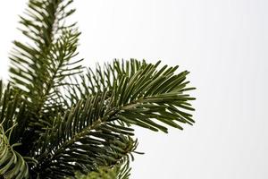 vert Naturel pin branches de une Noël arbre sur une blanc Contexte fermer photo