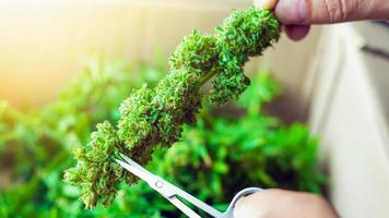 Couper la fleur de cannabis médical avec la lumière du soleil orange de la fenêtre