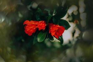 rouge Grenade fleur sur une arbre dans le jardin sur une printemps journée contre une vert Contexte photo