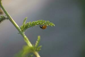 rouge coccinelle sur une plante sur une chaud été journée dans une vert Prairie photo