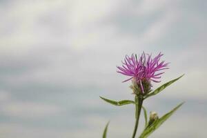 violet chardon champ fleur contre le bleu ciel avec blanc des nuages photo