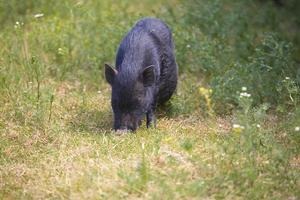 gros sanglier dans le Naturel environnement sur une été journée photo