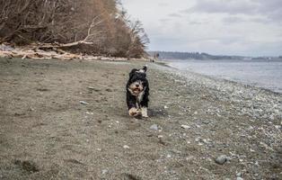 Portugais l'eau chien fonctionnement sur le plage photo