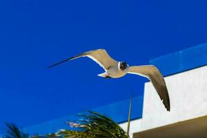 en volant mouette oiseau mouette des oiseaux bleu ciel Contexte paumes Mexique. photo