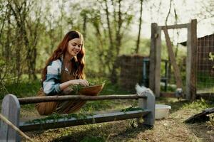 Jeune magnifique femme oiseau ferme ouvrier souriant et content alimentation poulets à le alimentation creux en plein air séance sur le vert herbe photo