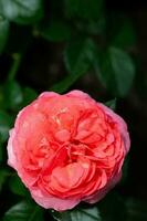 belle rose rose dans un jardin photo