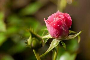 belle rose rose dans un jardin photo