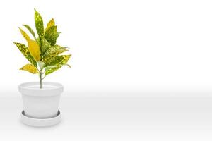 proche en haut attrayant large feuilles croton plante sur brillant blanc pot, isolé sur blanc photo