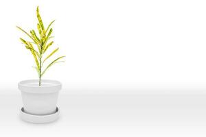 proche en haut attrayant large feuilles croton plante sur brillant blanc pot, isolé sur blanc photo
