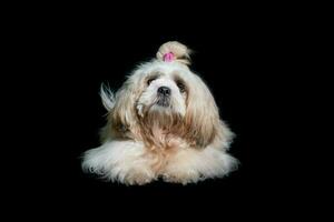 shih tzu spectacle classe chien blanc portrait à studio sur noir Contexte photo