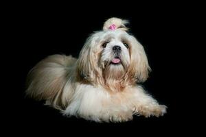 shih tzu spectacle classe chien blanc portrait à studio sur noir Contexte photo