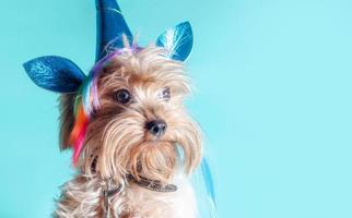 chiot terrier dans un costume de licorne photo