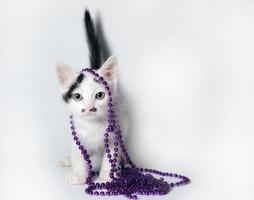 Chaton noir et blanc avec des perles violettes sur fond blanc photo