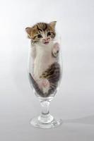 chaton dans un verre sur fond blanc photo