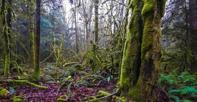 incroyable la nature fond d'écran photo