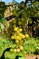 raisins sur la vigne photo