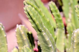 vert cactus les plantes photo