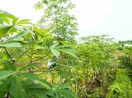 vert manioc feuille les plantes adapté pour Contexte photo