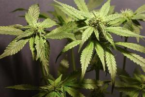 culture de bourgeons de cannabis vert à l'intérieur, culture de marijuana médicale