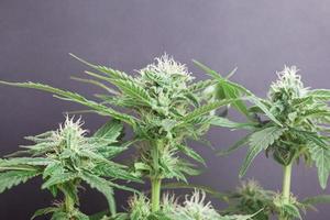 Bourgeons en fleurs de marijuana médicale sur fond gris photo