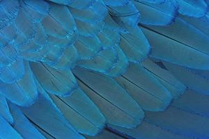 gros plan plumes bleues colorées photo
