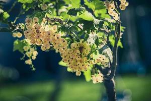 mûr blanc groseille dans une été jardin sur une buisson sur une été journée photo