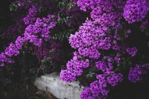 délicat rose bougainvilliers fleur sur une arbre sur une chaud printemps journée photo