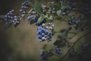 écologique américain myrtille sur le buisson dans le jardin photo