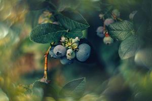 écologique américain myrtille sur le buisson dans le jardin photo