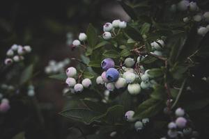 écologique américain myrtille sur le buisson dans le jardin photo