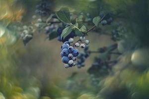 écologique américain myrtille sur le buisson dans le jardin photo