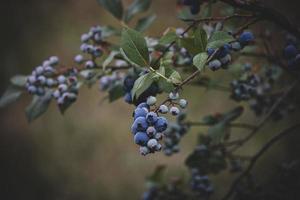 écologique américain myrtille sur le buisson dans le jardin photo