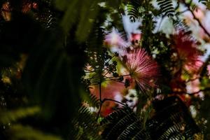 printemps fleur albizia julibrissin sur une arbre sur une chaud journée fermer photo