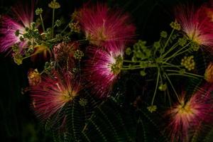 printemps fleur albizia julibrissin sur une arbre sur une chaud journée fermer photo