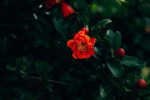 rouge Grenade fleur sur une arbre dans le jardin sur une printemps journée contre une vert Contexte photo