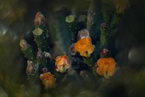 Orange épineux poire fleur sur une cactus dans une jardin sur une foncé vert Contexte photo